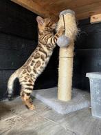 Bengaal katertje 9 weken ras echt!, Dieren en Toebehoren, Katten en Kittens | Raskatten | Korthaar, Kater, Ontwormd