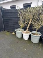 Olijf bomen, Volle zon, Ophalen of Verzenden, Lente, 100 tot 250 cm