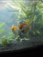 Maanvissen koppel, Dieren en Toebehoren, Vis