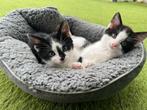 Lieve kittens die erg speels zijn
