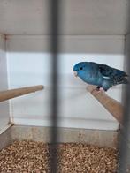 Blauwe catharina pop, Dieren en Toebehoren, Vrouwelijk, Parkiet