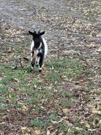Geiten bokje, Dieren en Toebehoren, Schapen, Geiten en Varkens, Meerdere dieren, Geit