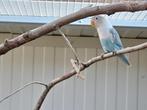Agapornis personata, Dieren en Toebehoren, Vrouwelijk, Dwergpapegaai of Agapornis, Geringd
