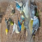 Diverse vogels tekoop, Dieren en Toebehoren, Vogels | Parkieten en Papegaaien, Meerdere dieren, Parkiet
