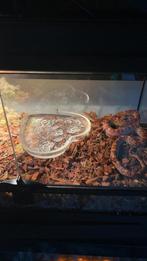 Rattenslang (Vrouwtje), Dieren en Toebehoren, Reptielen en Amfibieën, Slang, Met terrarium, 0 tot 2 jaar