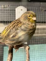 Gloster jongen 2025 + 2 gele kuif 2024, Dieren en Toebehoren, Meerdere dieren
