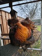 Zijdehoender haan, Dieren en Toebehoren, Mannelijk, Kip