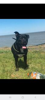 Herplaatsing  Spoeky, 6 jaar of ouder, Reu, Eén hond, Nederland