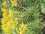 Gulden roedes, snijbloem borderplant., Ophalen, Zomer, Overige soorten, Halfschaduw