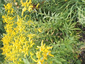 Gulden roedes, snijbloem borderplant. beschikbaar voor biedingen