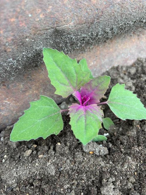 Boomspinazie bio, Tuin en Terras, Planten | Tuinplanten, Eenjarig, Groenteplanten, Volle zon, Zomer, Ophalen