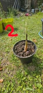Stekjes bananenboom, Ophalen, Minder dan 100 cm, Overige soorten, Zomer
