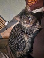 Kater Bellamy ter adoptie, Dieren en Toebehoren, Katten en Kittens | Raskatten | Korthaar, Kater, Gechipt, 6 jaar of ouder