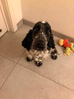 Prachtige Engelse Cocker Spaniel Puppy, België, Particulier, 15 weken tot 1 jaar, Reu