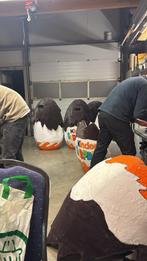 Loopgroep kindersuprise, Ophalen of Verzenden, Gebruikt, 170 of groter, Jongen of Meisje