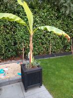 Bloembakken met banaan, Tuin en Terras, Bloembakken en Plantenbakken, Ophalen, Zo goed als nieuw, Hout