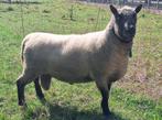 Clun Forest stamboek ram, Dieren en Toebehoren, Schapen, Geiten en Varkens, Mannelijk, Schaap