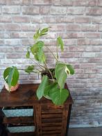 Monstera variegata, Ophalen, Overige soorten, Volle zon