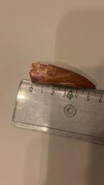 Spinosaurus tand, Ophalen of Verzenden, Fossiel