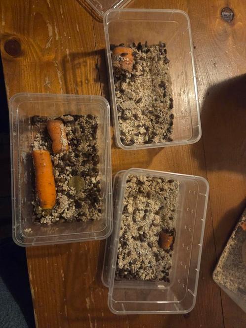 Dubia's baby small. 100 voor 10 euro. 1300 dubia totaal, Dieren en Toebehoren, Insecten en Spinnen, Overige soorten