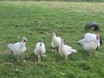 Kalkoenen, Dieren en Toebehoren, Pluimvee, Meerdere dieren, Kalkoen