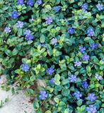 Vinca/ kleine maagdenpalm stekjes te koop, Ophalen of Verzenden, Bodembedekkers, Halfschaduw