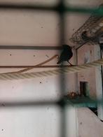 t.k. mooie zwarte zangmerel 2023 oranje snep winterhard, Dieren en Toebehoren, Mannelijk, Kleurkanarie