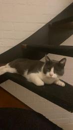 Lieve poes, Dieren en Toebehoren, Poes