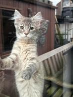Maine Coon kittens, Dieren en Toebehoren, Katten en Kittens | Raskatten | Langhaar, Meerdere dieren, Ontwormd, 0 tot 2 jaar