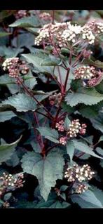 Te koop vaste plant Eupatorium rugosum ‘Chocolate’, Zomer, Overige soorten, Ophalen, Volle zon