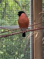 Enkel losse  grote goudvink mannen, Dieren en Toebehoren, Mannelijk, Wildzangvogel, Geringd