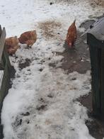 KIPPEN, Januari, Vrouwelijk