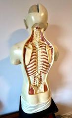 Anatomie collectie antieke anatomische oogmodellen van Somso, Antiek en Kunst, Ophalen of Verzenden