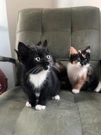 Prachtige kittens, Dieren en Toebehoren