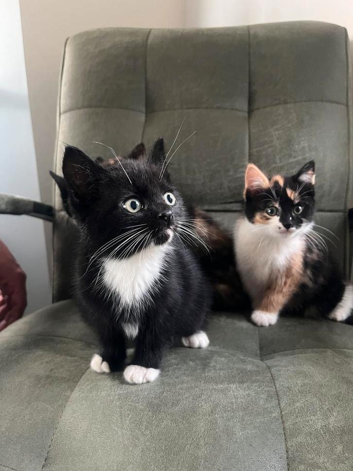 Prachtige kittens (alleen de zwart/witte nog beschikbaar), Dieren en Toebehoren, Katten en Kittens | Dekkaters