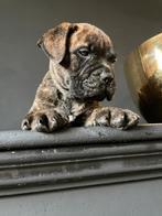 Bullmastiff pups, Overige rassen, 8 tot 15 weken, CDV (hondenziekte), Meerdere dieren