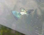 Green Metal Guppy 100% Raszuiver Guppen, Vis, Zoetwatervis, Schoolvis
