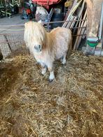 Mini hengst, Dieren en Toebehoren, Pony's, Hengst, A pony (tot 1.17m), Recreatiepony, 11 jaar of ouder
