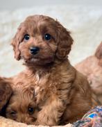 Cavapoo pups 1500€ nog 2 teefjes en 2 reutjes beschikbaar, Dieren en Toebehoren, Honden | Chihuahua's en Gezelschapshonden, Nederland