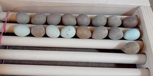 Te koop: broedeieren chinese dwergkwartel, Dieren en Toebehoren, Vogels | Overige Vogels, Tropenvogel, Geslacht onbekend