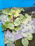 Waterlelie roze,zie foto, Ophalen, Zo goed als nieuw, Overige typen