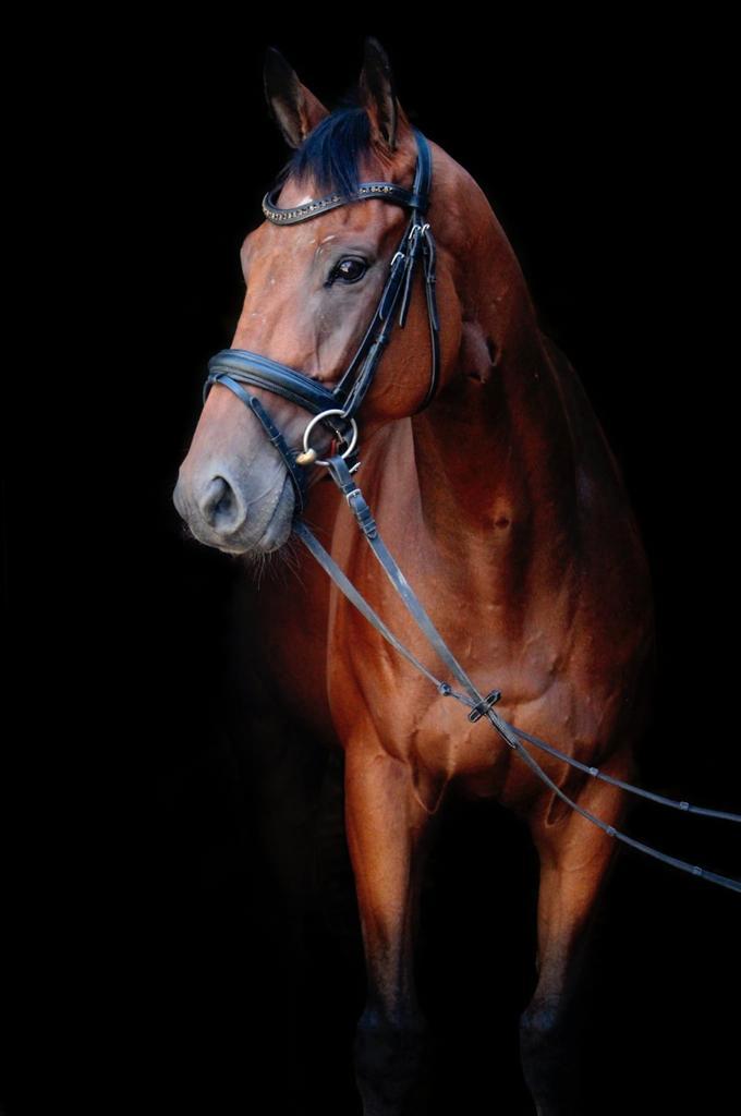 Lieve ruin 6jr, Dieren en Toebehoren, Paarden, Ruin, B, 160 tot 165 cm, 3 tot 6 jaar, Recreatiepaard, Met stamboom, Gechipt, Ontwormd