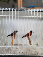 Kapoetsensijs, Meerdere dieren, Tropenvogel, Geringd