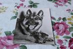 Z/w Katten Postkaart - Kitten met Strikje en Duitse Herder, Verzenden, 1940 tot 1960, Ongelopen, Hond of Kat