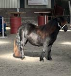 Lieve Shetland NSPS entermerrie zwart gr maat, Dieren en Toebehoren, Pony's, Niet van toepassing, 0 tot 2 jaar, Gechipt, A pony (tot 1.17m)