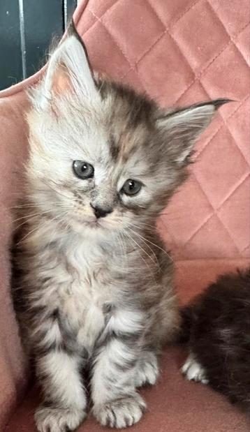 Maine coon poesje met stamboom beschikbaar voor biedingen