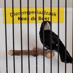 Twatwa man, Dieren en Toebehoren, Vogels | Overige Vogels, Mannelijk, Tropenvogel, Geringd