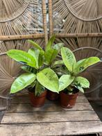 Ficus elastica variegata – mooie bonte rubberplant (30 cm), Ophalen, Halfschaduw, Minder dan 100 cm