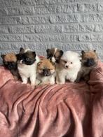 Pomeriaan pups klein, Particulier, Meerdere, 8 tot 15 weken, Meerdere dieren