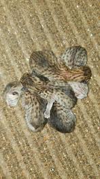 Savannah F7 kittens (legaal), Meerdere dieren, Gechipt, 0 tot 2 jaar